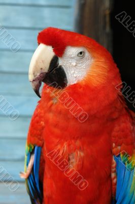 red macaw