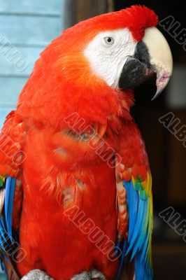  red macaw