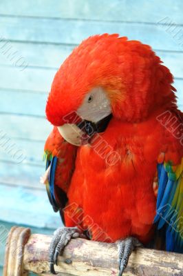  red macaw