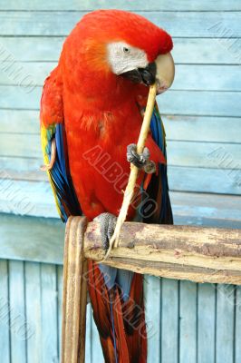 red macaw