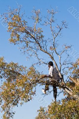 Kids in trees