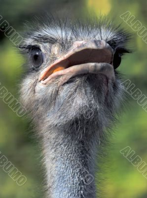 portrait of the ostrich