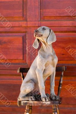 Weimaraner dog