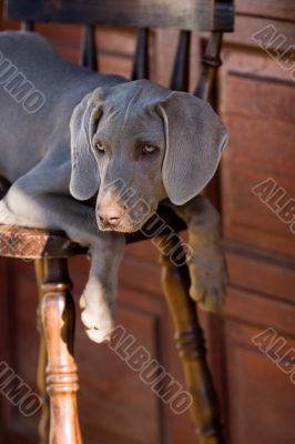 dog weimaraner