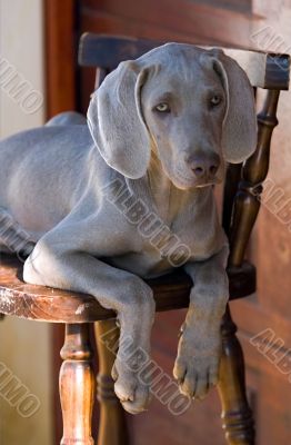 dog weimaraner