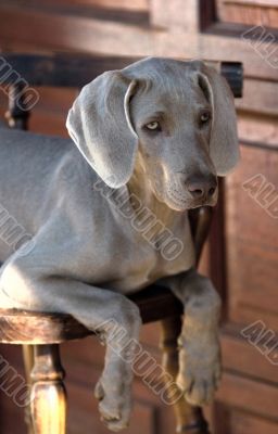 dog weimaraner