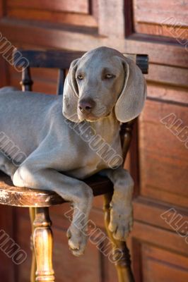 dog weimaraner