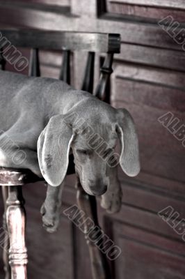 dog weimaraner