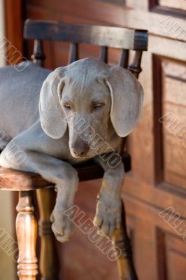 dog weimaraner