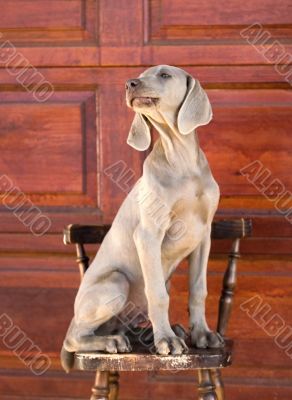 dog weimaraner