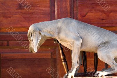 dog weimaraner