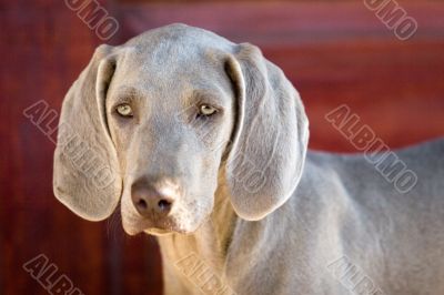 dog weimaraner