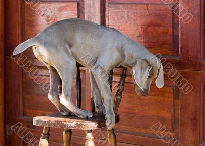 dog weimaraner