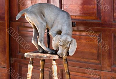 dog weimaraner