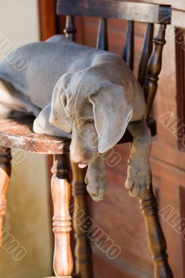 dog weimaraner