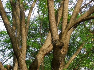 Trunks of trees.  Acacia