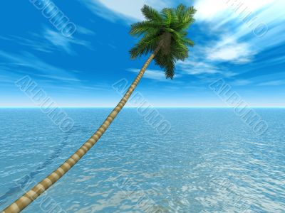 palm on an exotic tropical beach