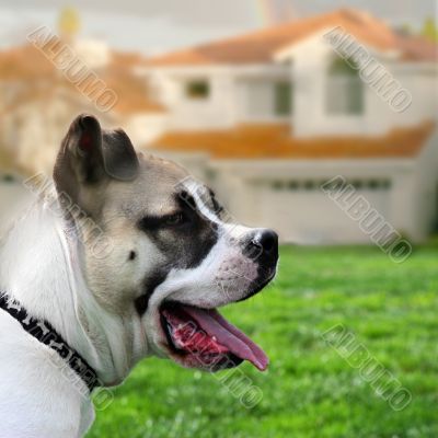 Dog guarding the house