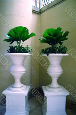 Potted plants