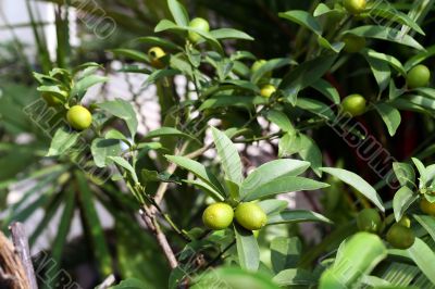 Plum limes