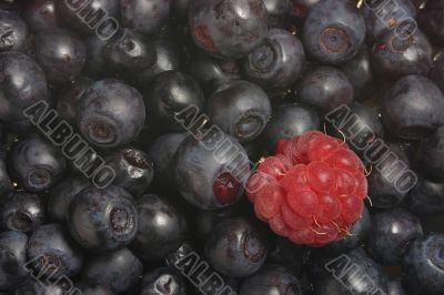 ripe bilberries and a raspberry