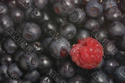 ripe bilberries and a raspberry ripe bilberries and a raspberry