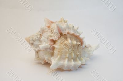 Sea shell 02