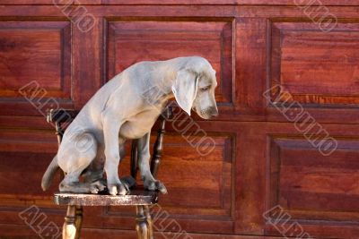 dog weimaraner