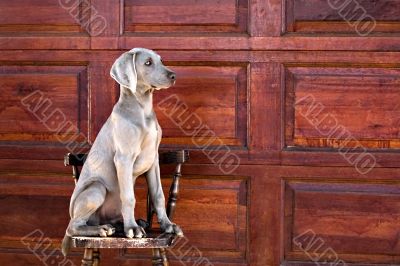 dog weimaraner