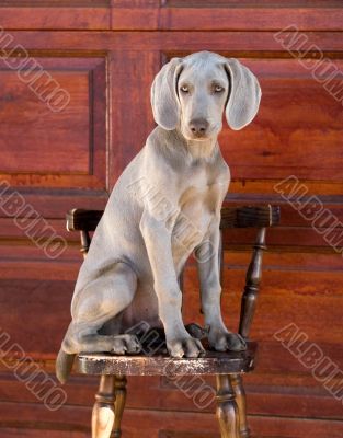 dog weimaraner