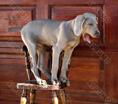 dog weimaraner