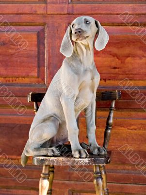 dog weimaraner