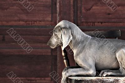 dog weimaraner