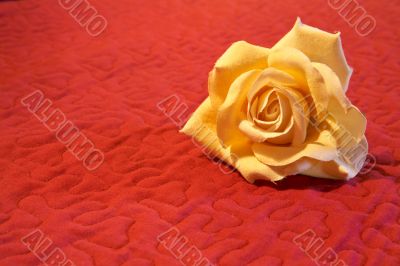 Flower on red background