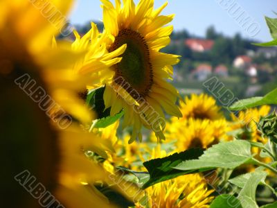 field of sunflowers field of sunflowers