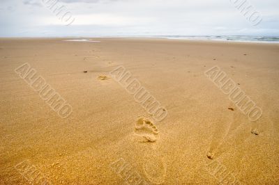 footprints on a wild beach