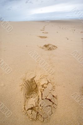 footprints on a wild beach