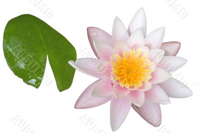 waterlily isolated candidissima rosea waterlily isolated candidissima rosea