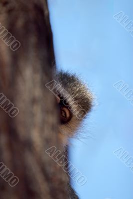 vervet monkey vervet monkey