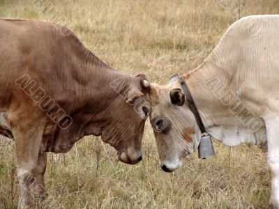 Bull fight