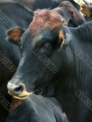 cattle