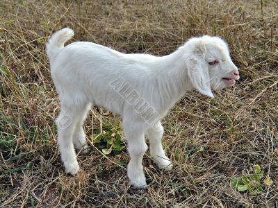 Baby goat