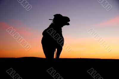 camel silhouette at sunrise in the sahara