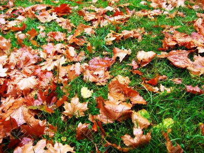 autumn leaves and grass