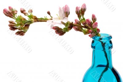 Blooming Branch in a Blue Bottle - Side View