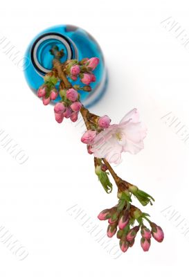 Blooming Branch in a Blue Bottle - Top View