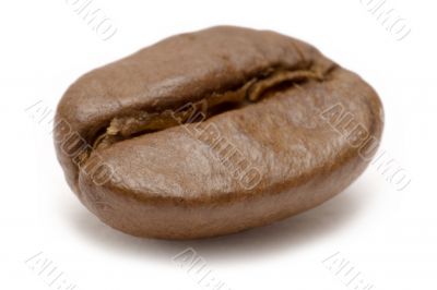 Single Coffee Bean