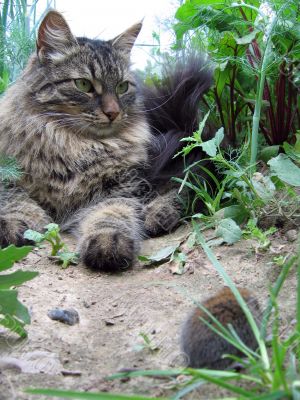 Syberian cat hunting little mouse