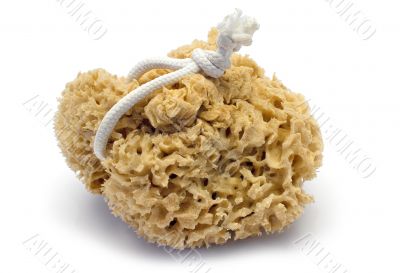 Natural Sponge