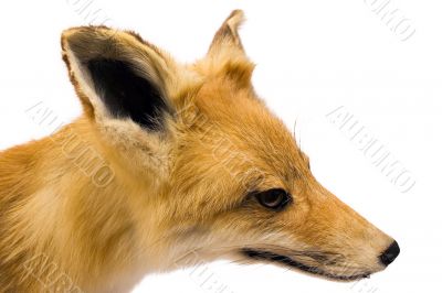 Fox - Side View
